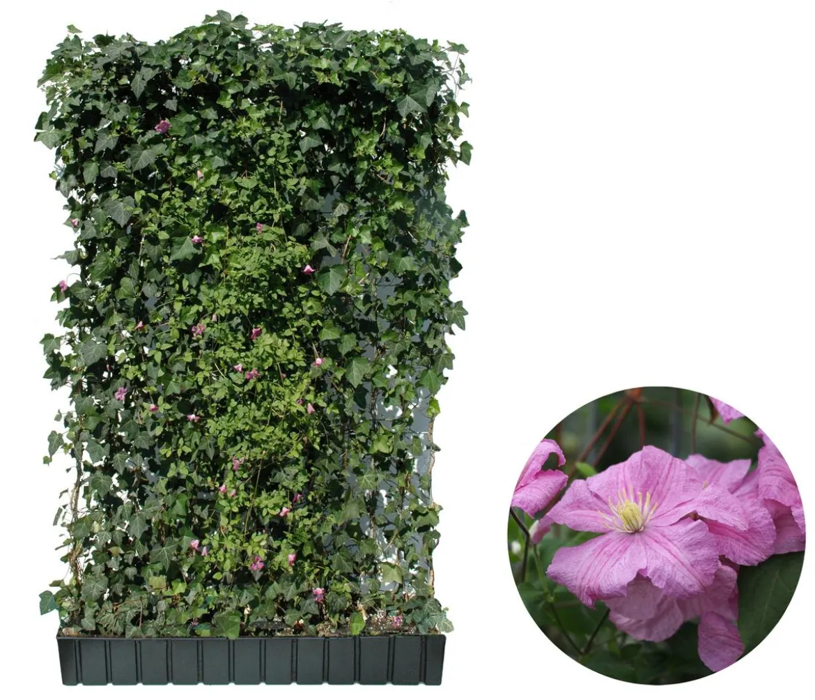 Hecke am laufenden Meter® Color - Efeu mit Clematis, ca. 180 cm