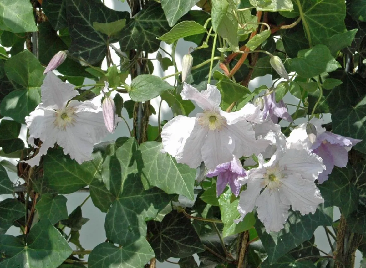 Hecke am laufenden Meter® Color - Efeu mit Clematis, ca. 180 cm