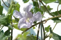 Hecke am laufenden Meter® Color - Efeu mit Clematis, ca. 180 cm
