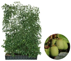 Hecke am laufenden Meter® Genuss - Traubenkiwi, ca. 180 cm