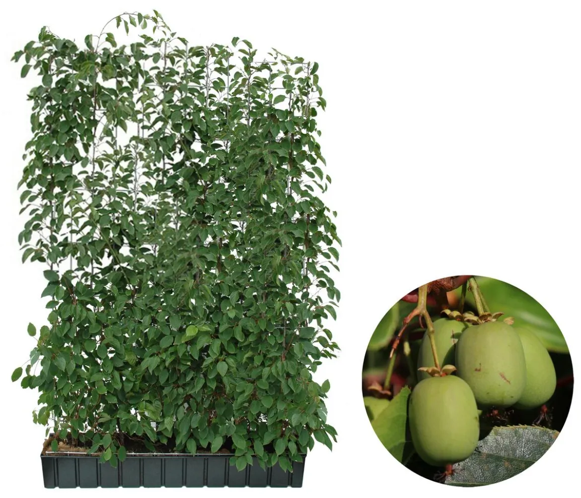 Hecke am laufenden Meter® Genuss - Traubenkiwi, ca. 180 cm