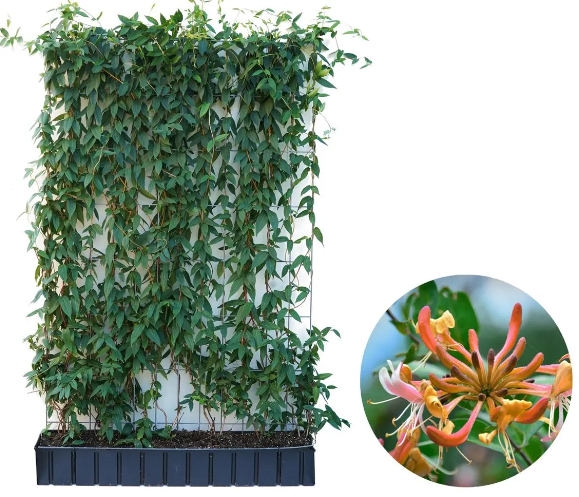 Hecke am laufenden Meter® Immergrünes Geißblatt, ca. 160-180 cm