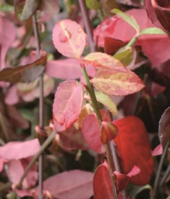Hecke am laufenden Meter® Kletternder Spindelstrauch 'Coloratus', ca. 100 cm