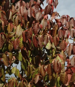 Hecke am laufenden Meter® Kletternder Spindelstrauch 'Coloratus', ca. 100 cm