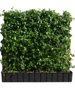 Hecke am laufenden Meter® Kletternder Spindelstrauch 'Coloratus', ca. 100 cm