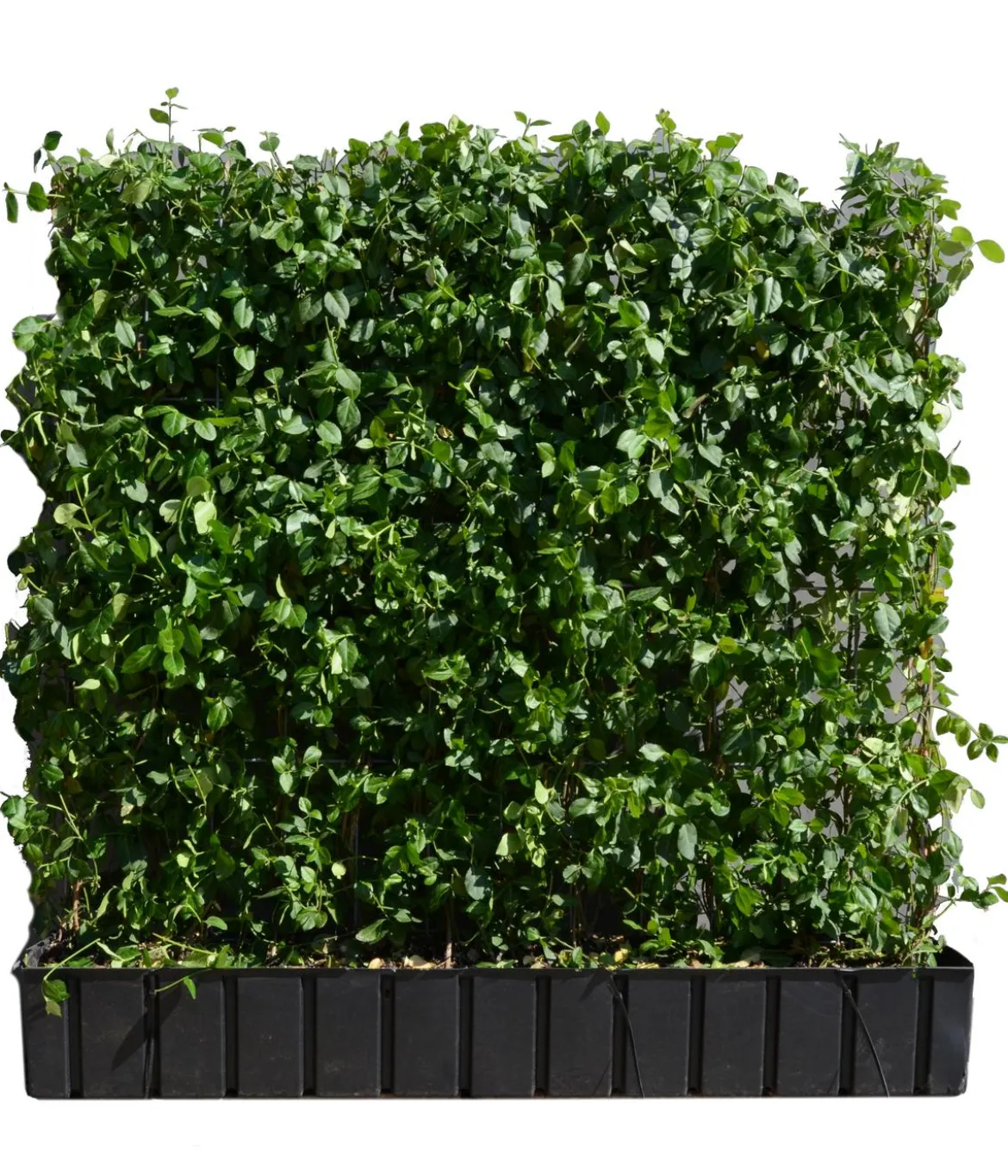 Hecke am laufenden Meter® Kletternder Spindelstrauch 'Coloratus', ca. 100 cm