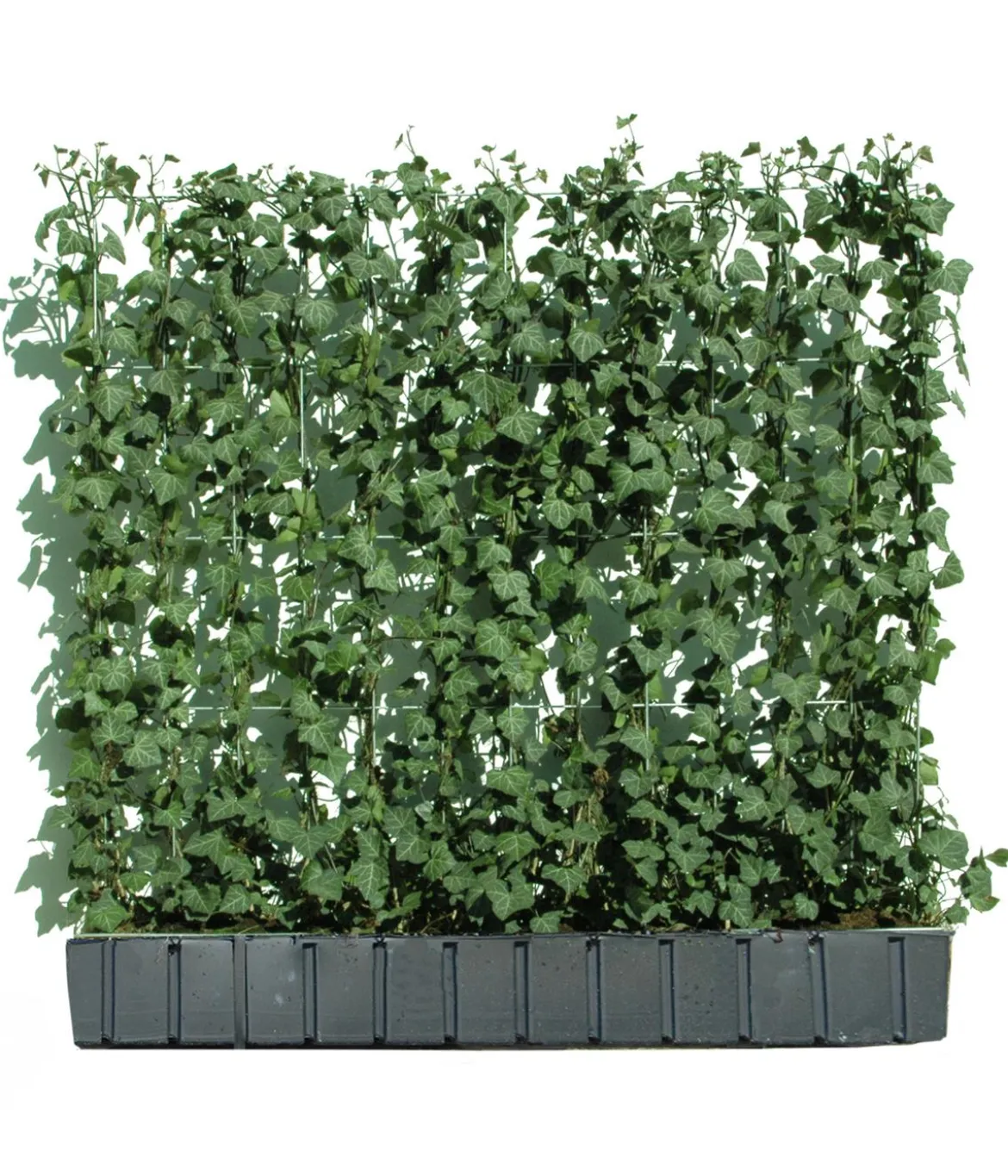 Hecke am laufenden Meter® 'Woerneri' - Efeu, ca. 100 cm