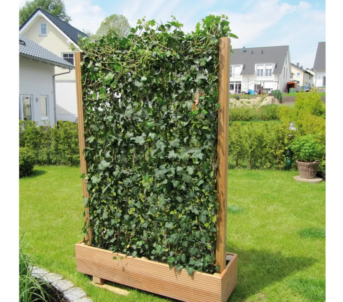 Hecke am laufenden Meter® 'Woerneri' - Efeu, ca. 100 cm