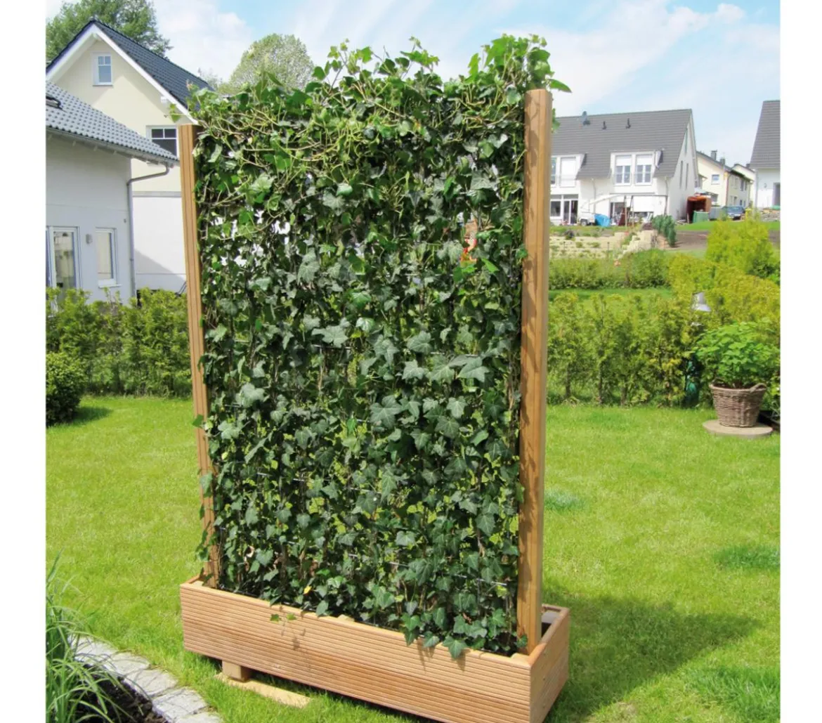 Hecke am laufenden Meter® 'Woerneri' - Efeu, ca. 180 cm