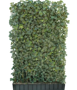 Hecke am laufenden Meter® 'Woerneri' - Efeu, ca. 180 cm