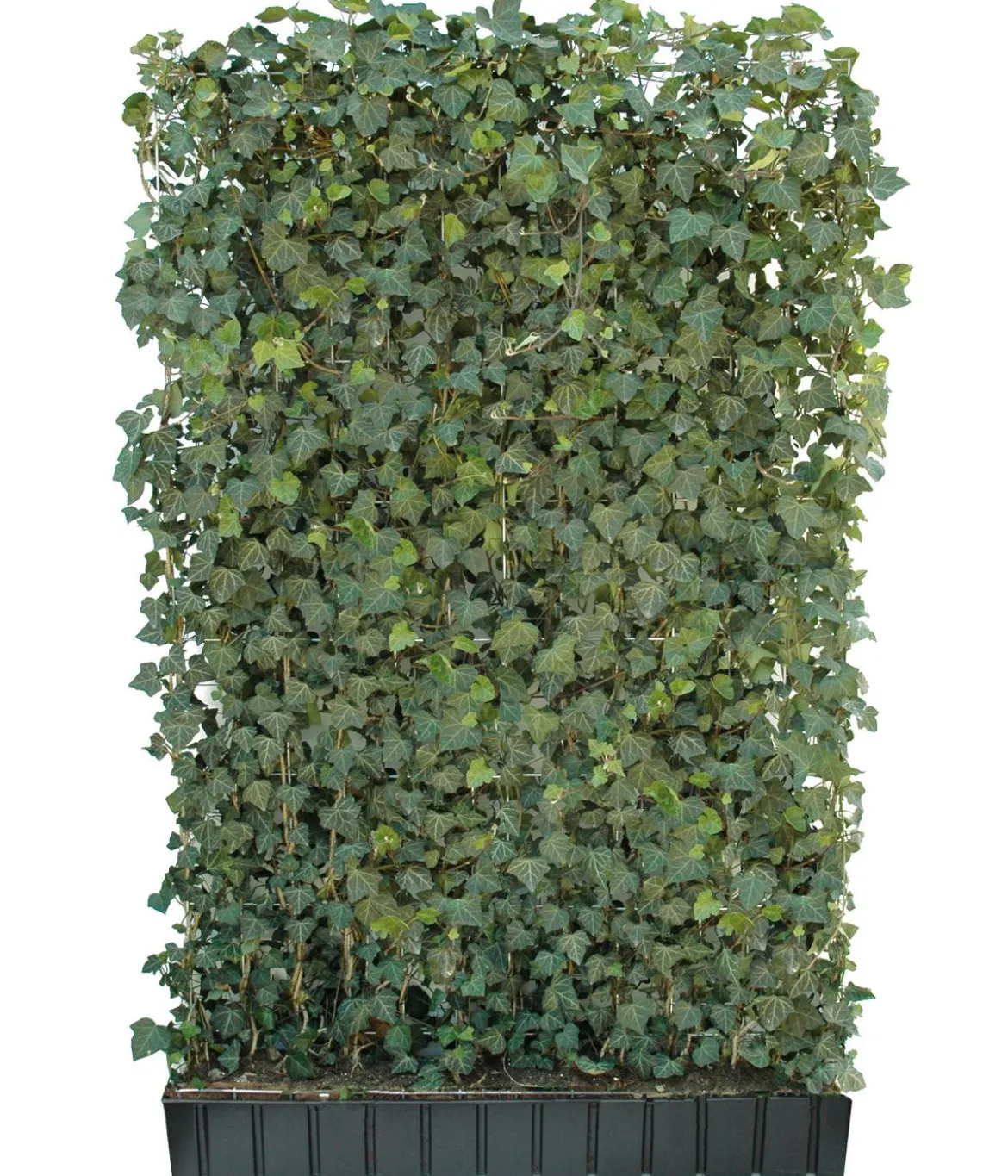 Hecke am laufenden Meter® 'Woerneri' - Efeu, ca. 180 cm