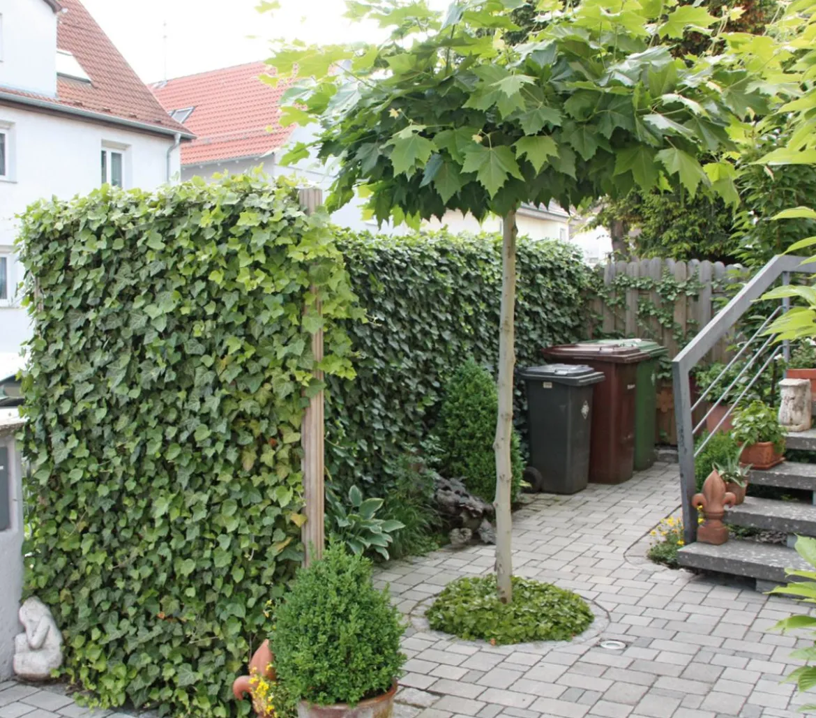 Hecke am laufenden Meter® 'Woerneri' - Efeu, ca. 200 cm