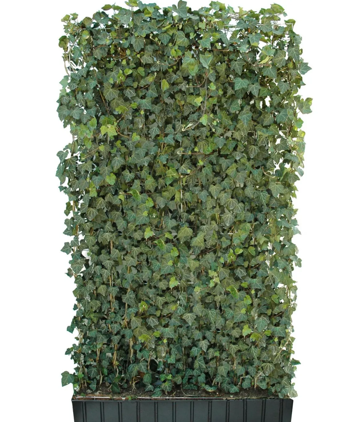 Hecke am laufenden Meter® 'Woerneri' - Efeu, ca. 200 cm