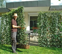 Hecke am laufenden Meter® 'Woerneri' - Efeu, ca. 200 cm
