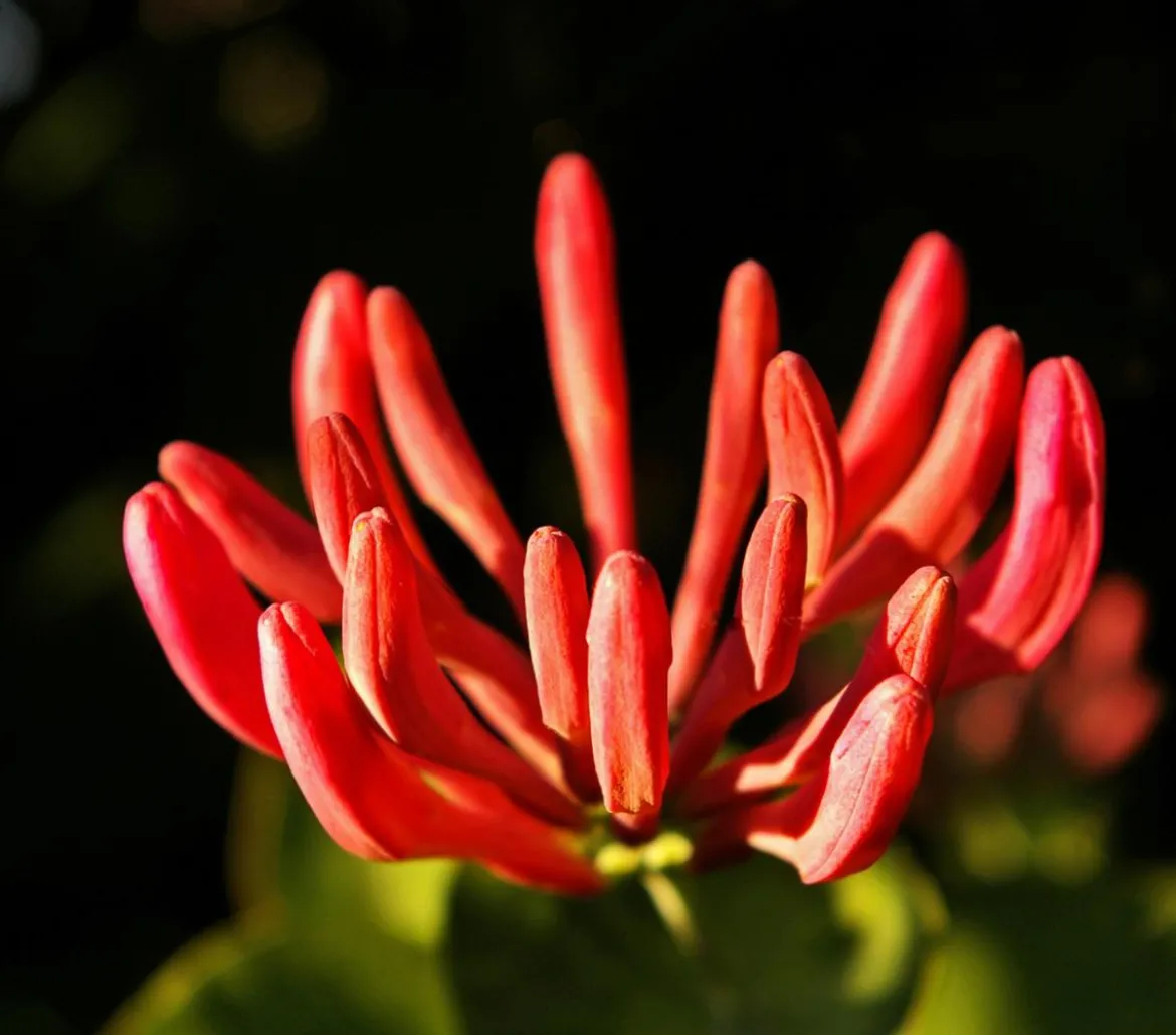 Heckenkirsche 'Dropmore Scarlet'
