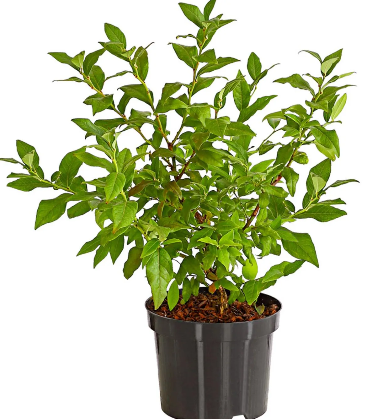 Heidelbeere 'Hortblue Petite®'