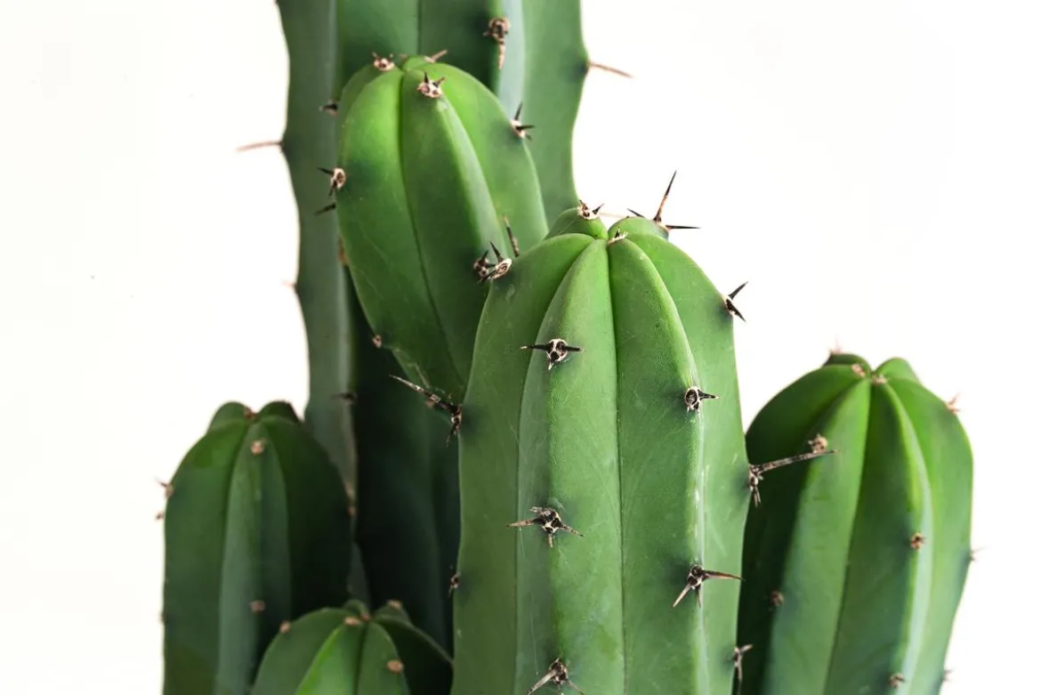 Heidelbeerkaktus - Myrtillocactus geometrizans