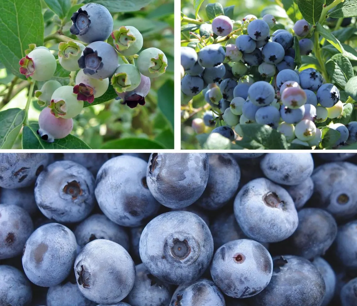 Heidelbeer-Set Blaubeer-Genuss, 3-teilig