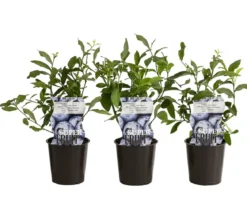 Heidelbeer-Set Blaubeer-Genuss, 3-teilig