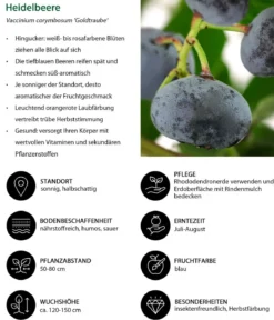 Heidelbeer-Set Blaubeer-Genuss, 3-teilig
