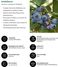 Heidelbeer-Set Blaubeer-Genuss, 3-teilig