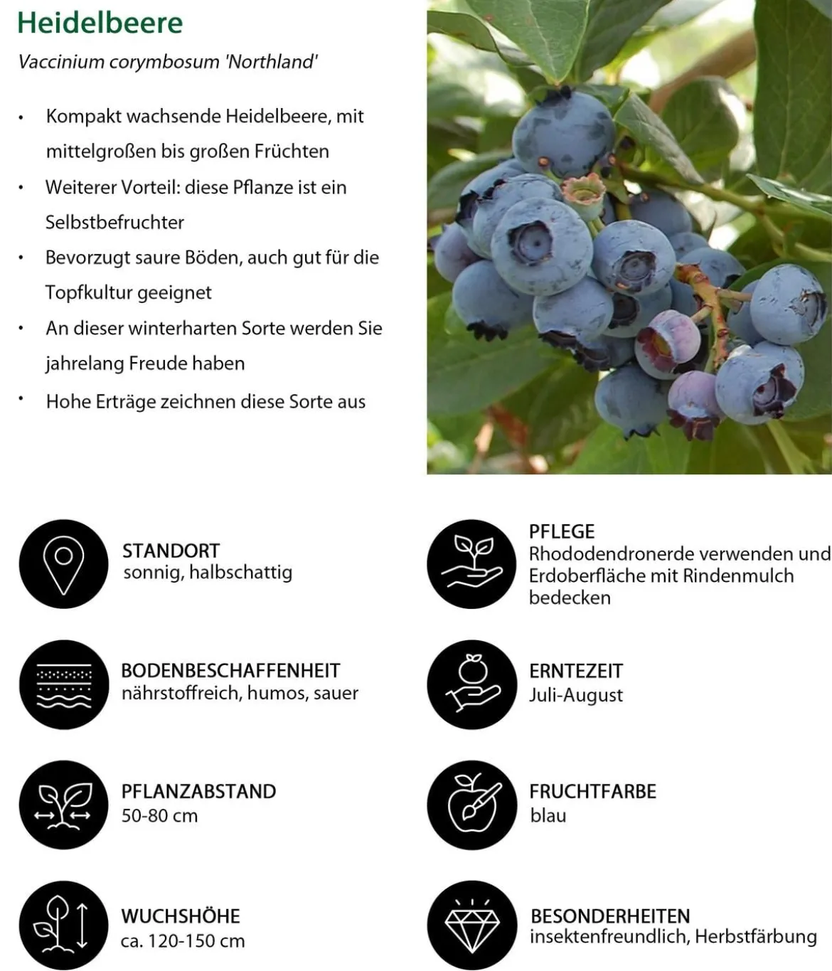 Heidelbeer-Set Blaubeer-Genuss, 3-teilig