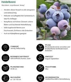 Heidelbeer-Set Blaubeer-Liebe, 4-teilig