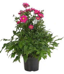 Herbst-Anemone, verschiedene Sorten