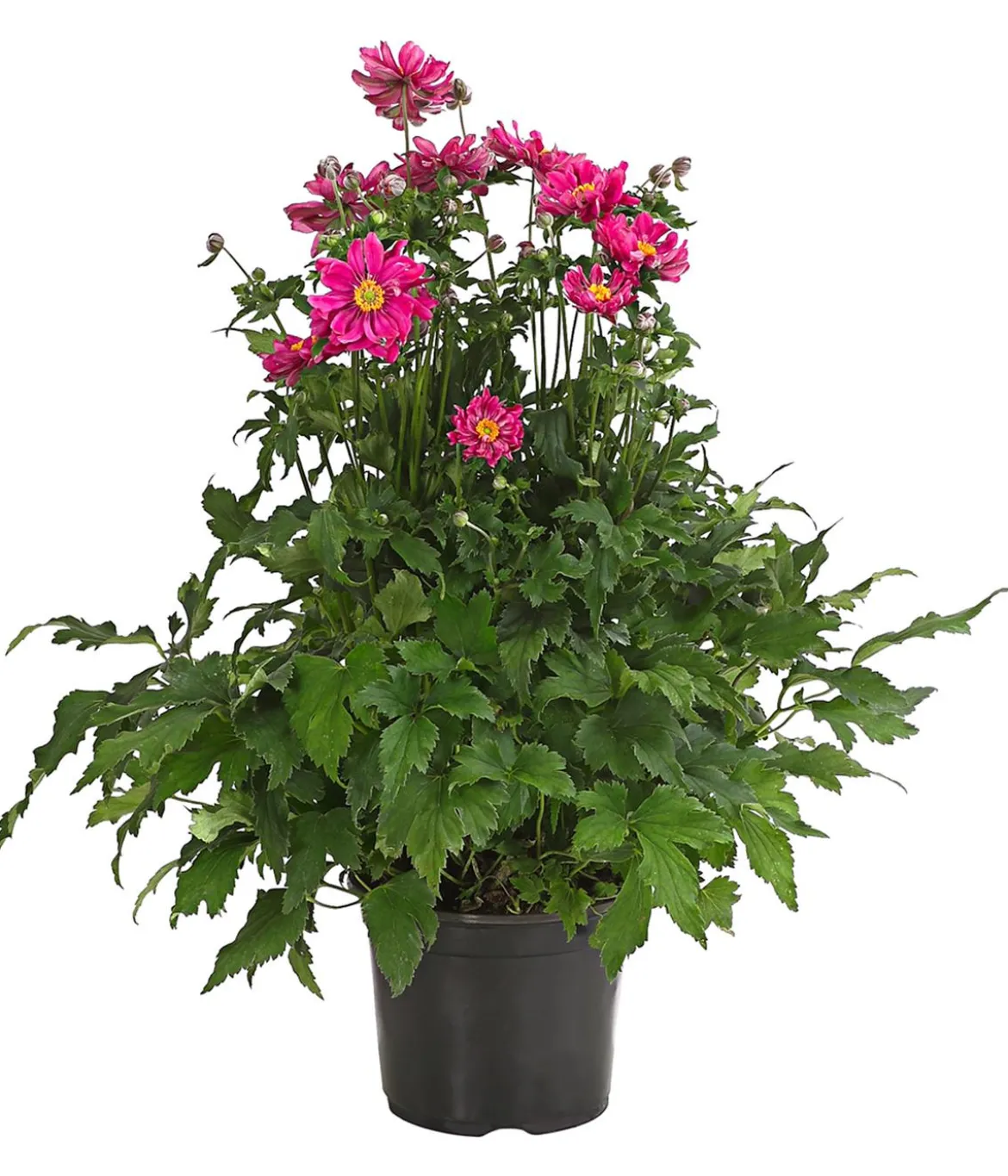Herbst-Anemone, verschiedene Sorten