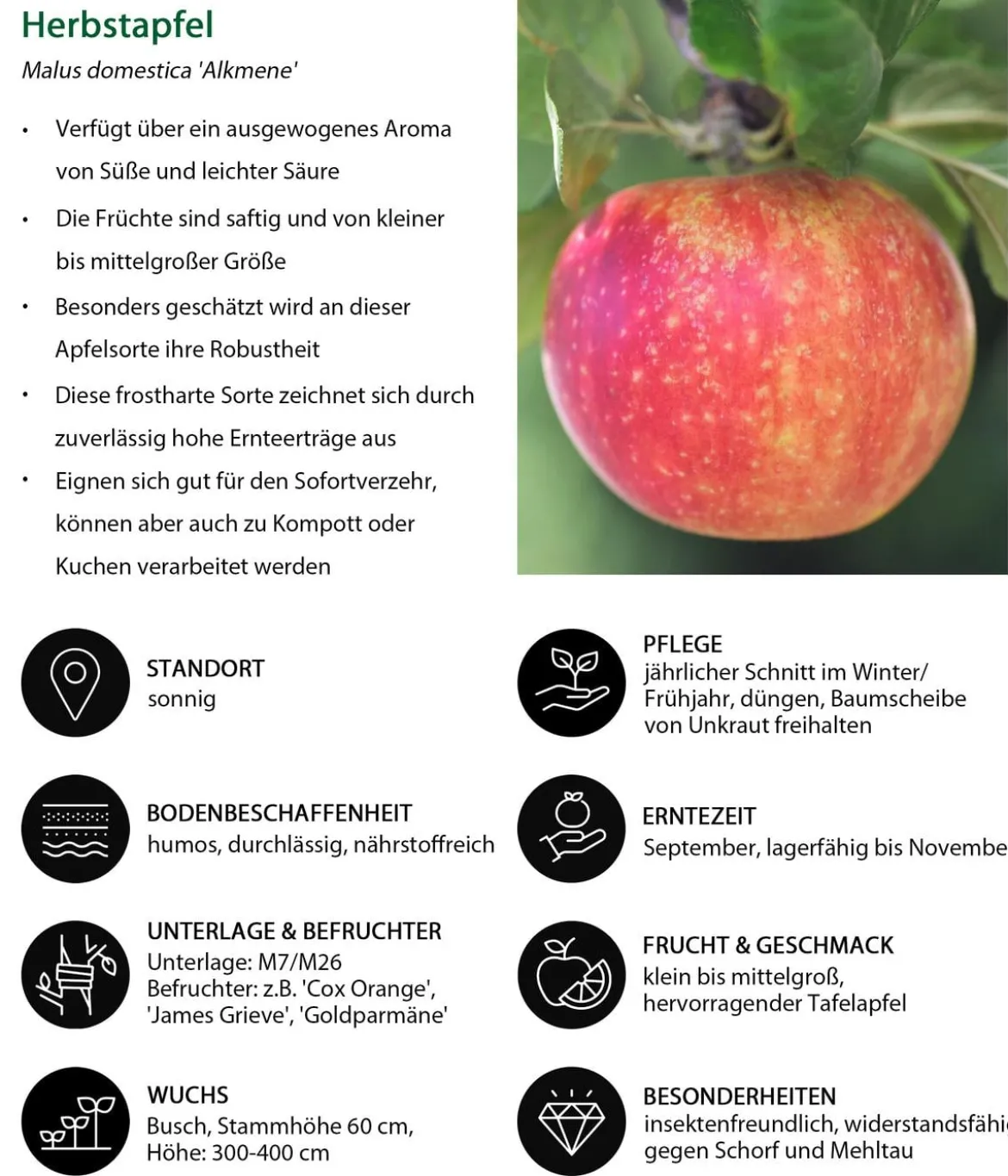Herbstapfel 'Alkmene'