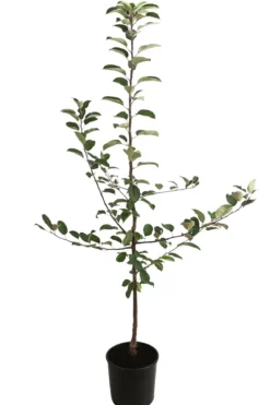 Herbstapfel 'Gravensteiner'