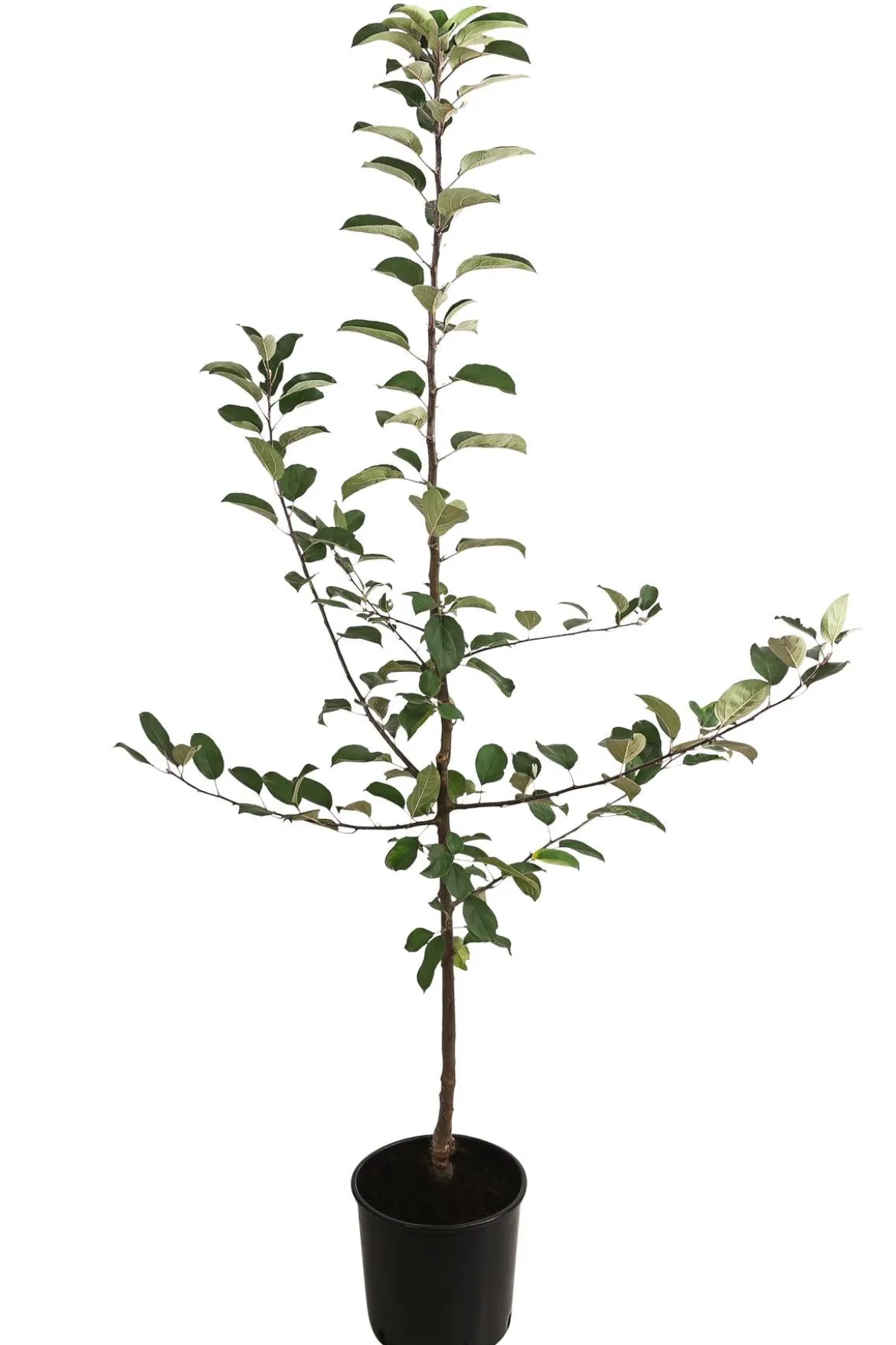 Herbstapfel 'Gravensteiner'