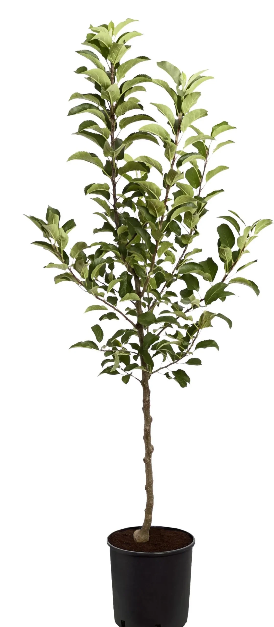 Herbstapfel 'Rebella'