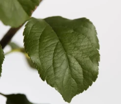 Herbstapfel 'Rubinola'