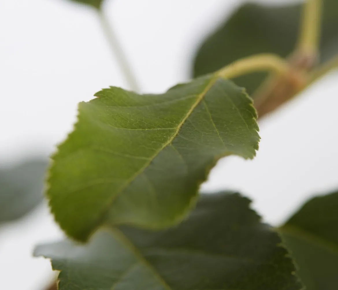 Herbstapfel 'Topaz'