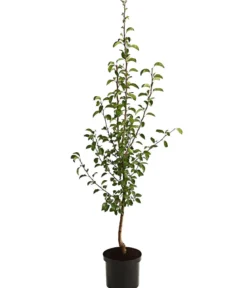 Herbstbirne 'Vereinsdechant'