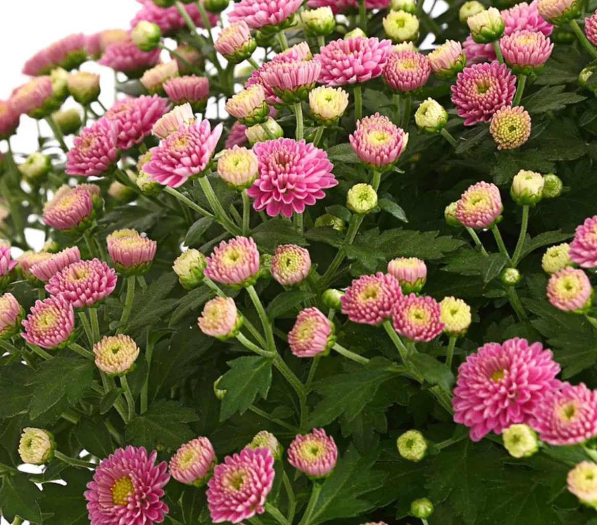 Herbst-Chrysantheme