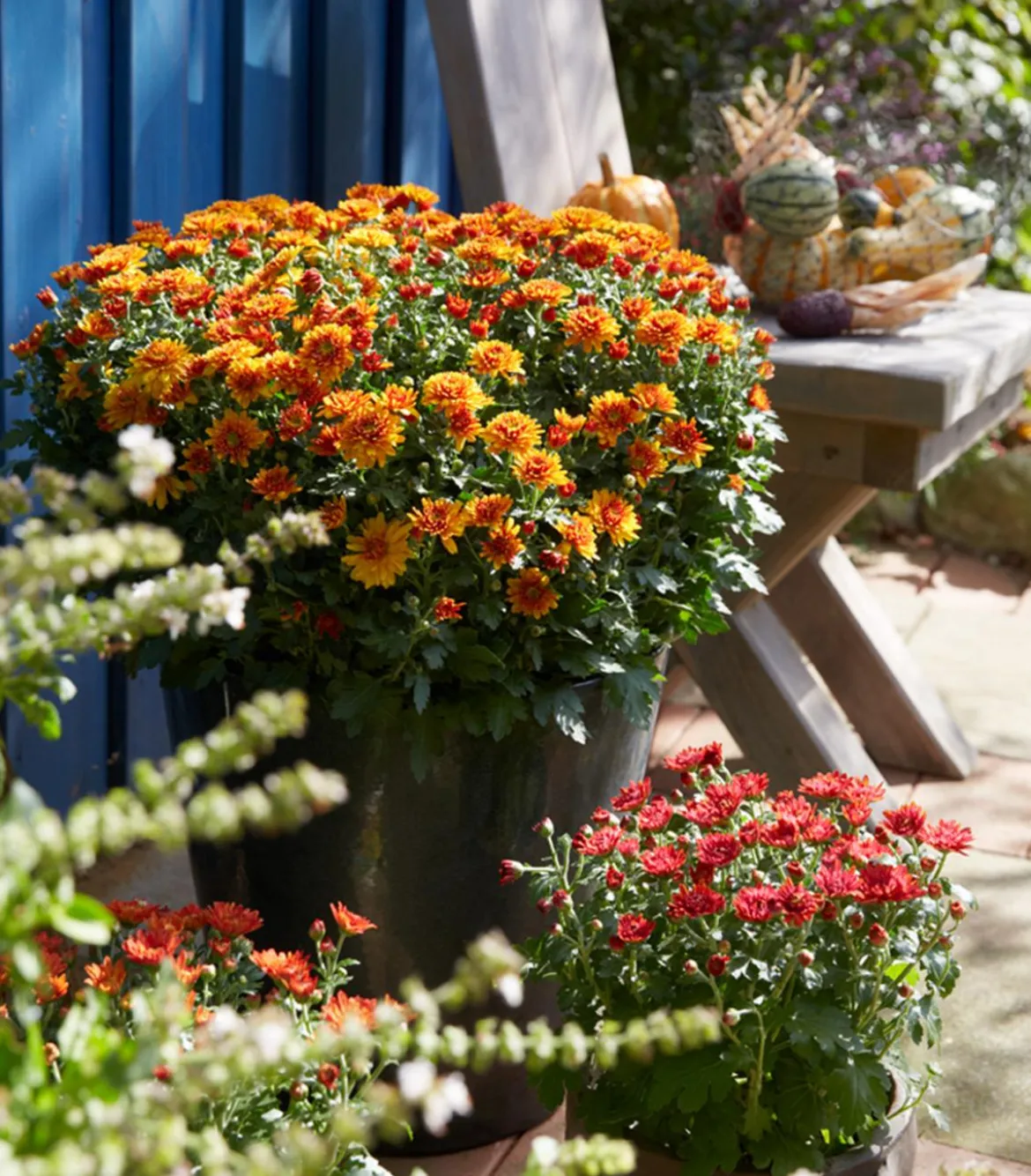 Herbst-Chrysantheme
