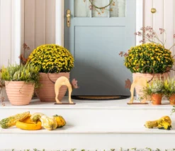Herbst-Chrysantheme
