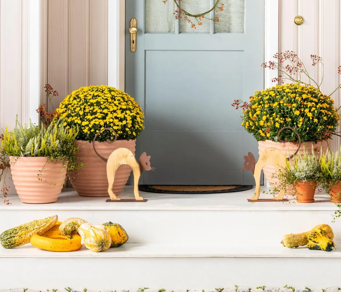 Herbst-Chrysantheme