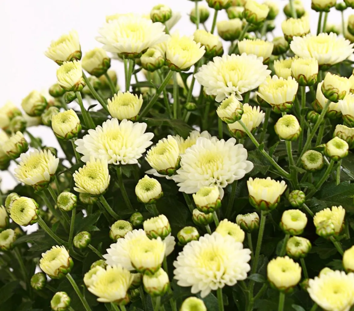 Herbst-Chrysantheme