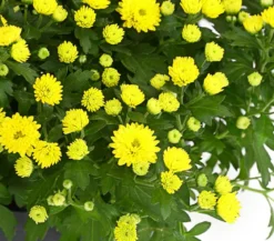Herbst-Chrysantheme