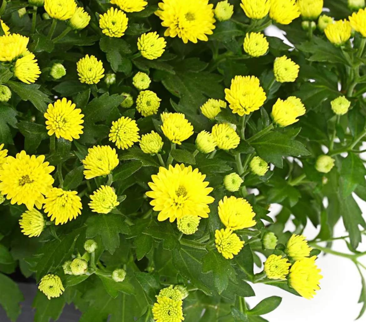 Herbst-Chrysantheme