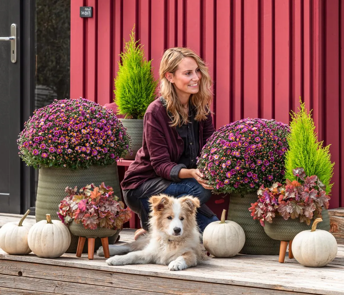 Herbst-Chrysantheme