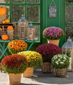 Herbst-Chrysantheme