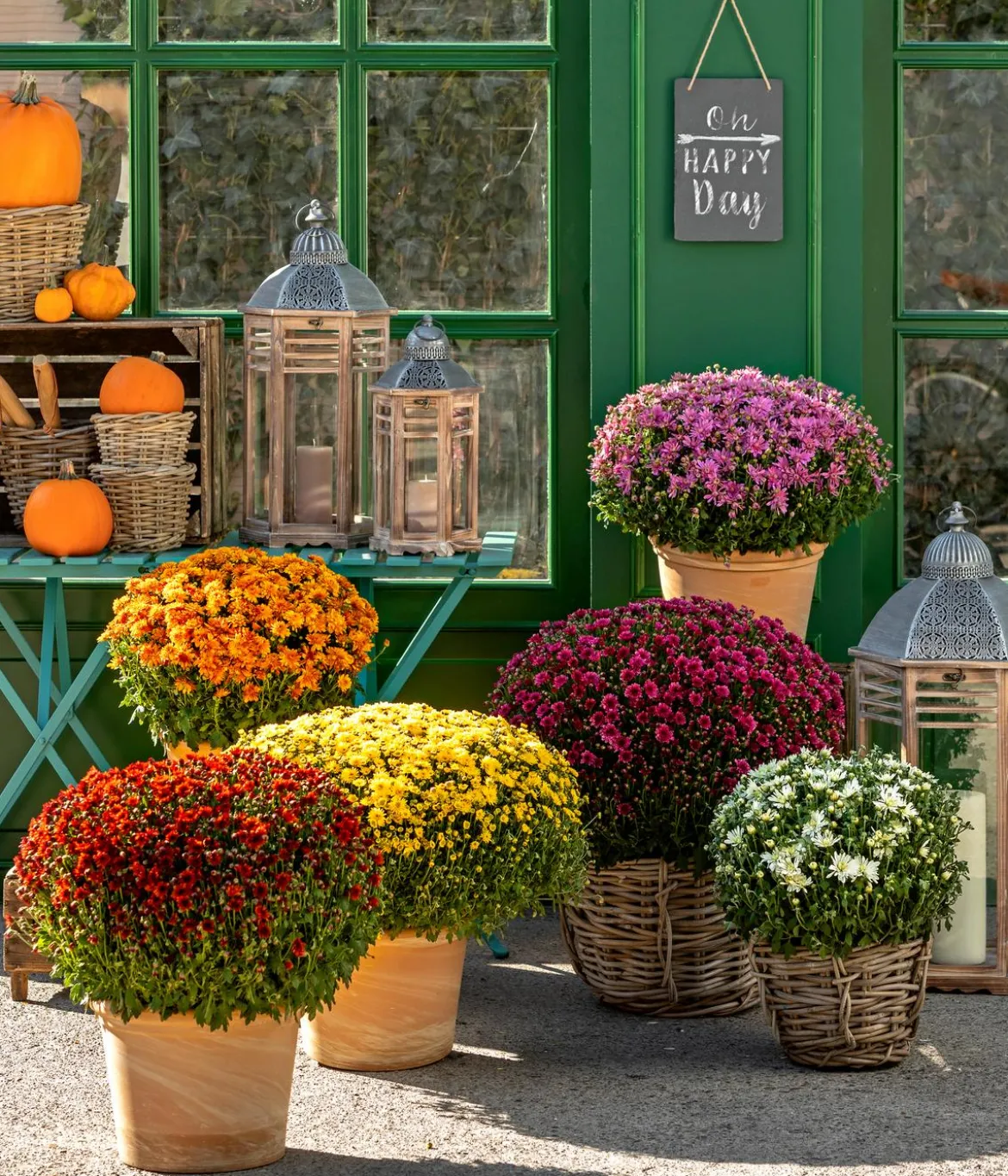 Herbst-Chrysantheme