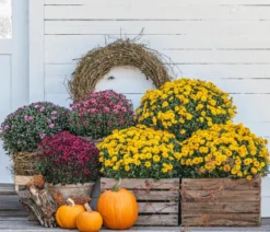 Herbst-Chrysantheme