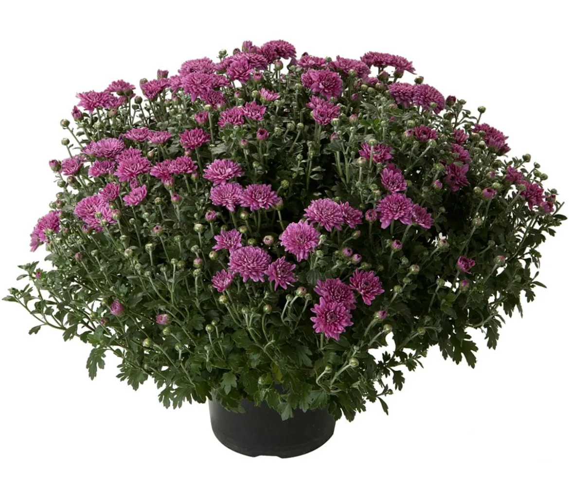 Herbst-Chrysantheme