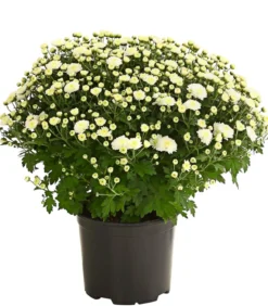 Herbst-Chrysantheme