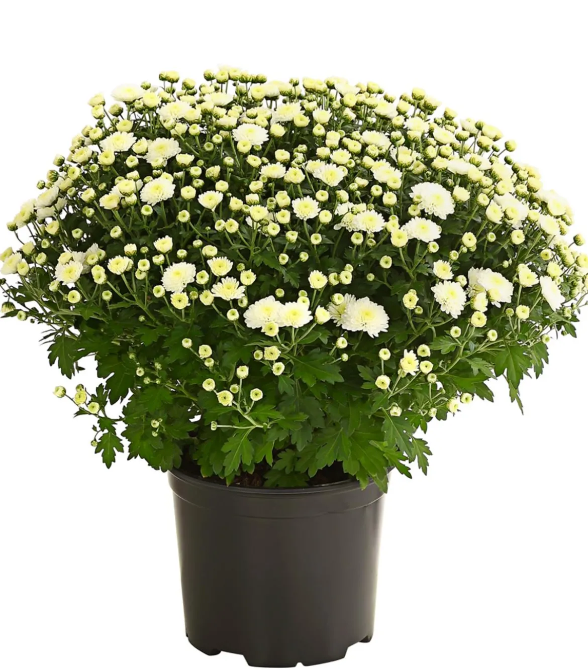 Herbst-Chrysantheme